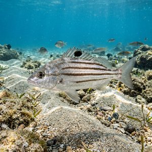 Ispinoz (Pelates quadrilineatus) Thumbnail