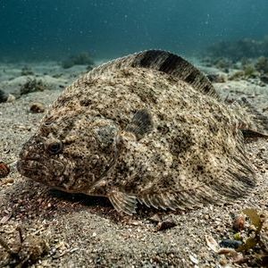 Çivili Kalkan - Turbot Thumbnail