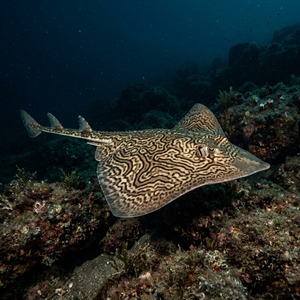 Boyalı Vatoz - Undulate Ray (Raja undulata) Thumbnail