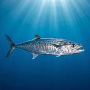 Tombak Balığı - Narrow-barred Spanish Mackerel Thumbnail