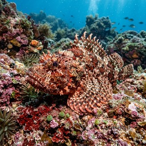 İskorpit - Madeira Rockfish (Scorpaena maderensis) Thumbnail