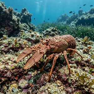 Böcek - Mediterranean Locust Lobster Thumbnail