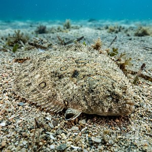 Dil Balığı - Klein's Sole (Synapturichthys kleinii) Thumbnail