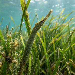 Deniziğnesi Balığı - Greater Pipefish (Syngnathus acus) Thumbnail