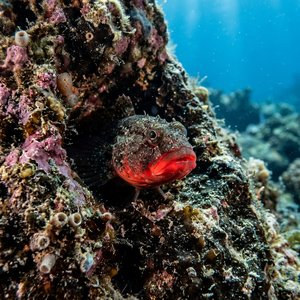 Tekirkaya (Gobius cruentatus) Thumbnail