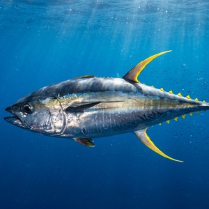 Sarıkanat orkinos Balığı - Yellowfin Tuna (Thunnus albacares) Thumbnail