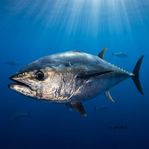 Mavi Yüzgeçli Orkinos / Ton Balığı (Thunnus thynnus) Thumbnail