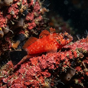 Karabaş Balığı - Small Triplefin (Tripterygion melanurus) Thumbnail