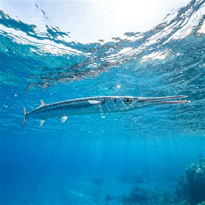 Z Argana Balığı - Mediterranean Needlefish , Atlantic Saury, Needlefish (Tylosurus acus imperialis) Thumbnail