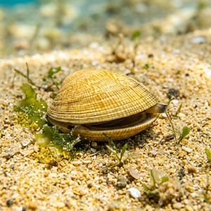 Venerupis Aurea - Golden Carpet Shell (Venerupis aurea) Thumbnail