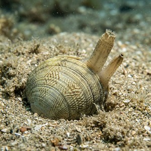 Venerupis Decussata (Ruditapes decussatus) Thumbnail