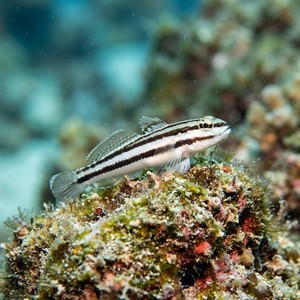 Zebrakayası (Zebrus zebrus) Thumbnail