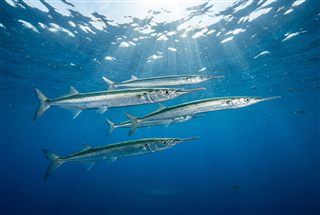 Zargana - Atlantic Saury (Scomberesox saurus saurus) Thumbnail
