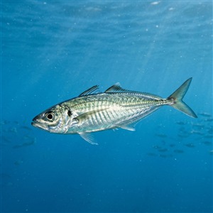 sarikuyrukistavrit-trachurus-mediterraneus Sualtı Fotoğrafı